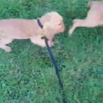 Beautiful Golden Cocker Spanial Puppies