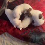 miniature Jack Russell puppies