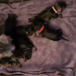 kc Miniature schnauzer puppies