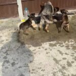 Dutch shepherds (herders) pups