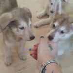 huskamute pups