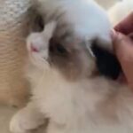 seal bi colour boy Available