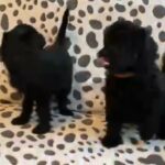 2 miniature labradoodles READY NOW!!!