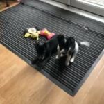 2 girl puppies chihuahua x Jack Russell