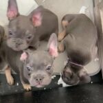 KC FRENCH BULLDOGS Ready to go