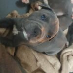 Health Tested KC Staffordshire Bull Terrier Puppies