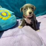beautiful blue Staffy