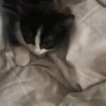 beautiful kitten for sale