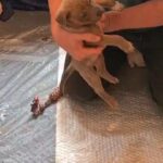 Healthy, active, affectionate Puppies