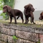 chocolate labrador / hugarian vizsla