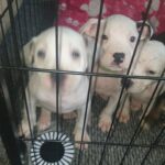 Staffordshire bull terrior puppies