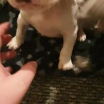 Staffordshire bull terrior