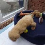 STD Poodle Apricot