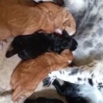 cockapoos for sale