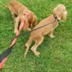 Adorable cocker spaniel puppies