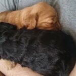 F1 Beautiful Cockapoos