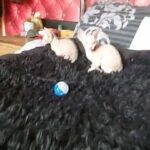 sphynx kittens various colours