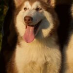 ALASKAN MALAMUTE PUPPY