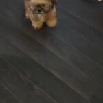 SHIH TZU PUPPIES READY NOW