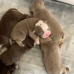 English bulldog