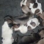 deerhead chihuahua puppies