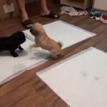 1 boy left beautiful 3/4 pug pup