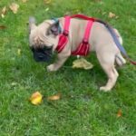French bulldog puppy, Ready, KC, Pedigree Fife,Scotland