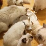 Beautiful Ragdoll Kittens
