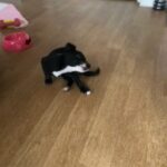 1 girl chihuahua x Jack Russell