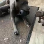 blue staff puppies pick off litter available