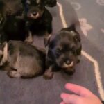 kc Miniature schnauzers