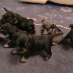 kc Miniature schnauzers puppies