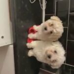 Bichon puppy for sale -