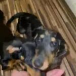 miniature dachshund puppies for sale