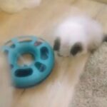 GCCF REGISTERED SEAL POINT PERSIAN S