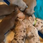 Beautiful Cocker Spanial Puppies