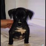 old tyme English bulldog x American bulldog