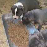 stunning staffies