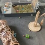 female Rabbits