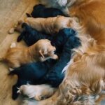 F1 Cockapoo puppies .looking for good homes