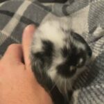 8 week old male french lop rabbit