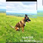 Malinois x Gsd puppies for sale