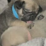 PUG PUPPIES