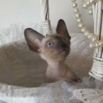 Cornish Rex pedigree kittens