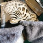 Pedigree bengal kitten for sale