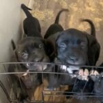 champion line cane corso pups ready NOW