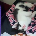 beautiful kittens