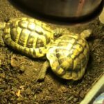 3 Herman tortoises for sale