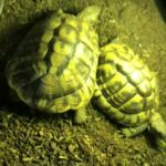 3 healthy young Herman tortoises sale