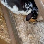 14 month old female french lop